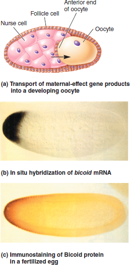 Two techniques commonly used to study the expression patterns of genes that play a role in development are Northern blotting and in situ hybridization. As described in Chapter 20, Northern blotting is used to detect RNA that is transcribed from a particular gene. In this method, a specific RNA is detected by using a short segment of cloned DNA as a probe. The DNA probe, which is labeled, is complementary to the RNA that the researcher wishes to detect. After the probe DNA binds to the RNA within a blot of a gel, the RNA is visualized as a labeled band on a nylon membrane. For example, a DNA probe that is complementary to the bicoid mRNA could be used to specifically detect the amount and size of the mRNA in a blot.A second technique, termed fluorescence in situ hybridization (FISH), is used to identify the locations of genes on chromosomes. This technique is also used to locate gene products within oocytes, embryos, and larvae. For this reason, it has been commonly used by developmental geneticists to understand the expression patterns of genes during development. The micrograph in Figure 25.8b is derived from the application of the FISH technique. In this case, the probe was complementary to bicoid mRNA.Now here is the question. Suppose a researcher has three different Drosophila strains that have loss-of-function mutations in the bicoid gene. We will call them bicoid-A, bicoid-B, and bicoid-C; the wild type is designated bicoid +. To study these mutations, phenotypically normal female flies that are homozygous for the bicoid mutation were obtained, and their oocytes were analyzed using these two techniques. A wild-type strain was also analyzed as a control. In other words, RNA was isolated from some oocytes and analyzed by Northern blotting, and some oocytes were subjected to in situ hybridization. In both cases, the probe was complementary to the bicoid mRNA. The results are shown next. a. How can phenotypically normal female flies be homozygous for a loss-of-function allele in the bicoid gene B. Explain the type of mutation (e.g., deletion, point mutation, etc.) in each of the three strains. Explain how the mutation may cause a loss of normal function for the bicoid gene product c. Discuss how the use of both techniques provides more definitive information than the application of just one of the two techniques.FIGURE 25.8 Asymmetrical localization of gene products during oogenesis in Drosophila. ( a ) The nurse cells transport gene products into the anterior (left) end of the developing oocyte. ( b ) An in situ hybridization experiment showing that the bicoid mRNA is trapped near the anterior end of the oocyte. ( c ) The bicoid mRNA is translated into protein soon after fertilization. The location of the Bicoid protein is revealed by immunostaining using an antibody that specifically recognizes this protein.