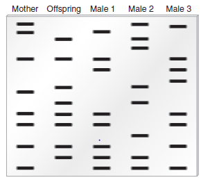 Here are traditional DNA fingerprints of five people: a child, mother, and three potential fathers: a. Which males can be ruled out as being the father Explain your answer. If one of the males could be the father, explain the general strategy for calculating the likelihood that he could match the offspring's DNA fingerprint by chance alone. (See solved problem S6 before answering this question.) Problem S6 An important application of DNA fingerprinting is relationship testing. Persons who are related genetically have some bands or peaks in common. The number they share depends on the closeness of their genetic relationship. For example, an offspring is expected to receive half of his or her minisatellites from one parent and the rest from the other. The diagram shown here schematically illustrates a traditional DNA fingerprint of an offspring, mother, and two potential fathers. a. In paternity testing, the offspring's DNA fingerprint is first compared with that of the mother. The bands that the offspring have in common with the mother are depicted in purple. The bands that are not similar between the offspring and the mother must have been inherited from the father. These bands are depicted in red. Which male could be the father