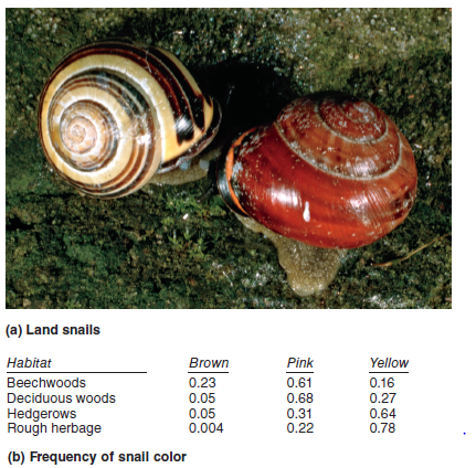 Do the following examples describe directional, disruptive, balancing, or stabilizing selection a. Polymorphisms in snail color and banding pattern as described in Figure 26.12 B. Thick fur among mammals exposed to cold climates C. Birth weight in humans D. Sturdy stems and leaves among plants exposed to windy climates FIGURE 26.12 Polymorphism in the land snail, Cepaea nemoralis. (a) This species of snail can exist in several different colorsand banding patterns. (b) Coloration of the snails is correlated with thespecific environments where they are located.