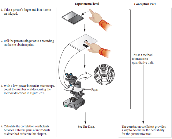 A danger in computing heritability values from studies involving genetically related individuals is the possibility that these individuals share more similar environments than do unrelated individuals. In the experiment of Figure 27.8, which data are the most compelling evidence that ridge count is not caused by genetically related individuals sharing common environments Explain.FIGURE 27.8 Heritability of human fingerprint patterns. Starting material: A group of human subjects from Great Britain.  <div style=padding-top: 35px> 