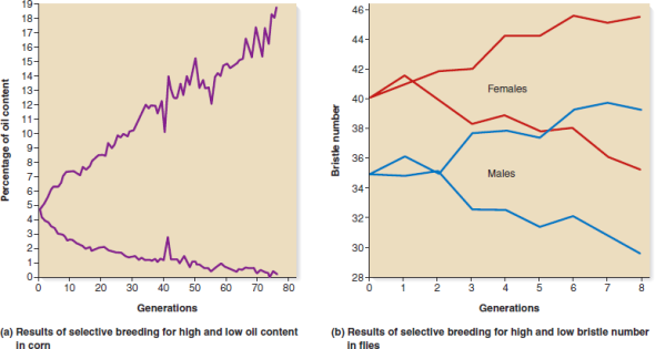 A large, genetically heterogeneous group of tomato plants was used as the original breeding stock by two different breeders, named Mary and Hector. Each breeder was given 50 seeds and began an artificial selection strategy, much like the one described in Figure 27.11. The seeds were planted, and the breeders selected the 10 plants with the highest mean tomato weights as the breeding stock for the next generation. This process was repeated over the course of 12 growing seasons, and the following data were obtained: Mean Weight of Tomatoes (pounds)   a. Explain these results b. Another tomato breeder, named Martin, got some seeds from Mary's and Hector's tomato strains (after 12 generations), grew the plants, and then crossed them to each other. The mean weight of the tomatoes in these hybrids was about 1.7 pounds. For a period of 5 years, Martin subjected these hybrids to the same experimental strategy that Mary and Hector had followed, and he obtained the following results: Mean Weight of Tomatoes (pounds)   a. Explain Martin's data. Why was Martin able to obtain tomatoes heavier than 1.5 pounds, whereas Mary's and Hector's strains appeared to plateau at this weight FIGURE 27.11 Common results of selective breeding for a quantitative trait.  <div style=padding-top: 35px> 