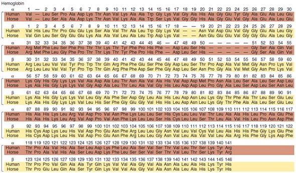 Take a look at the -globin and -globin sequences in Figure 28.11. Which sequences are more similar, the globin in humans and the globin in horses, or the globin in humans and the globin in humans Based on your answer, would you conclude that the gene duplication that gave rise to the -globin and -globin genes occurred before or after the divergence of humans and horses Explain your reasoning.FIGURE 28.11 A comparison of the - and -globin polypeptides from humans and horses. (a) An alignment of the deduced amino acid sequences obtained by sequencing the exon portions of the corresponding genes. The gaps indicate where additional amino acids are found in the sequence of myoglobin, another member of this gene family. (b) A comparison of amino acid differences between orthologs and paralogs.    <div style=padding-top: 35px> 