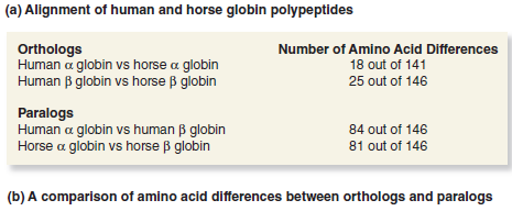 Take a look at the -globin and -globin sequences in Figure 28.11. Which sequences are more similar, the globin in humans and the globin in horses, or the globin in humans and the globin in humans Based on your answer, would you conclude that the gene duplication that gave rise to the -globin and -globin genes occurred before or after the divergence of humans and horses Explain your reasoning.FIGURE 28.11 A comparison of the - and -globin polypeptides from humans and horses. (a) An alignment of the deduced amino acid sequences obtained by sequencing the exon portions of the corresponding genes. The gaps indicate where additional amino acids are found in the sequence of myoglobin, another member of this gene family. (b) A comparison of amino acid differences between orthologs and paralogs.    <div style=padding-top: 35px> 