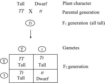 The genetic cross is a method, used in the transmission genetics. This method, explains about how the genes or characters, which are transmitted from one generation to other generation. The cross between the two individuals, having different types of characters yields the progeny with new characters. Some, of the progeny have the similar genetic makeup like their parents or some, got different genetic makeup unlike their parents. The genetic cross is existed in different forms they are: • Monohybrid cross (the cross between the individuals by considering single character or different alleles at single genetic locus). • Di hybrid cross (the cross between the individuals by considering two characters or different alleles at two genetic loci). • Tri hybrid cross (the cross between the individuals by considering three characters or different alleles at three genetic loci). For example the monohybrid cross is as follows: The monohybrid cross is explained as the cross between the individuals, by considering single character or different alleles at single genetic locus. The monohybrid cross by taking single character the height of plant. Here, one tall plant having Tall character   is crossed with the other plant having Dwarf character   . In the first generation the obtained plant have Tall character, but heterozygote in nature. Upon formation of gametes, the cross between the gametes, leads to the production of three tall plants, among the three one is homozygote, and two are heterozygote in nature. The F 2 genotypic ratio is   , and the phenotypic ratio is   .  