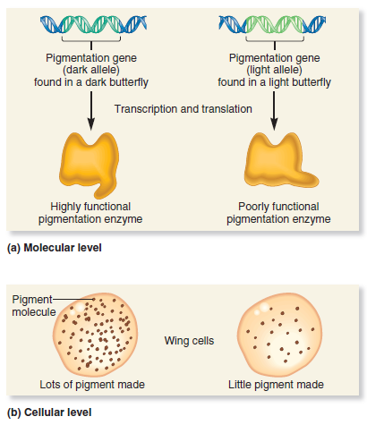 Pick any trait you like in any species of wild plant or animal. The trait must somehow vary among different members of the species (see Figure 1.7). Note: When picking a trait to answer this question, do not pick the trait of wing color in butterflies. A. Discuss all of the background information that you already have (from personal observations) regarding this trait. B. Propose a hypothesis that would explain the genetic variation within the species. For example, in the case of the butterflies, your hypothesis might be that the dark butterflies survive better in dark forests, and the light butterflies survive better in sunlit fields. C. Describe the experimental steps you would follow to test your hypothesis. D. Describe the possible data you might collect. E. Interpret your data. FIGURE 1.7 The relationship between genes and traits at the (a) molecular, (b) cellular, (c) organism, and (d) population levels.    <div style=padding-top: 35px> 