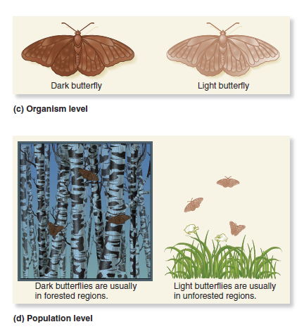 Pick any trait you like in any species of wild plant or animal. The trait must somehow vary among different members of the species (see Figure 1.7). Note: When picking a trait to answer this question, do not pick the trait of wing color in butterflies. A. Discuss all of the background information that you already have (from personal observations) regarding this trait. B. Propose a hypothesis that would explain the genetic variation within the species. For example, in the case of the butterflies, your hypothesis might be that the dark butterflies survive better in dark forests, and the light butterflies survive better in sunlit fields. C. Describe the experimental steps you would follow to test your hypothesis. D. Describe the possible data you might collect. E. Interpret your data. FIGURE 1.7 The relationship between genes and traits at the (a) molecular, (b) cellular, (c) organism, and (d) population levels.    <div style=padding-top: 35px> 