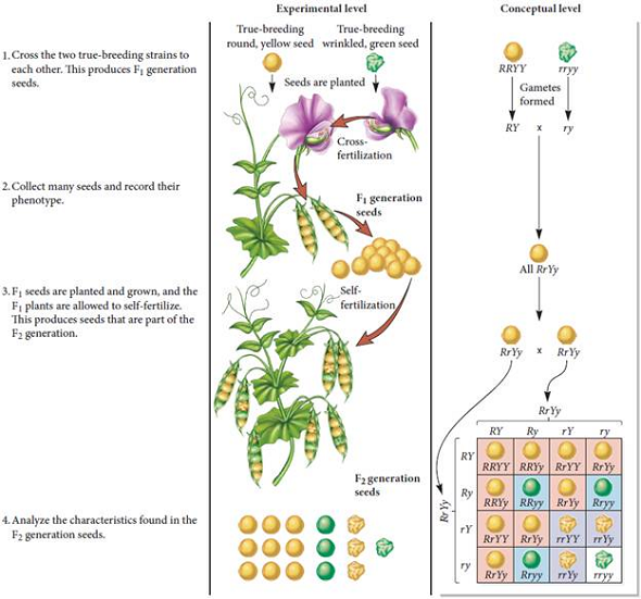 For Mendel's data shown in Figure 2.8, conduct a chi square analysis to determine if the data agree with Mendel's law of independent assortment. FIGURE 2.8 Mendel's analysis of two-factor crosses. Starting material: In this experiment, Mendel began with two types of true-breeding strains of pea plants that were different with regard to two characters. One strain produced round, yellow seeds ( RRYY ); the other strain produced wrinkled, green seeds ( rryy ).  <div style=padding-top: 35px> 