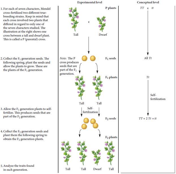 The data in Figure 2.5 show the results of the F 2 generation for seven of Mendel's crosses. Conduct a chi square analysis to determine if these data are consistent with the law of segregation. FIGURE 2.5 Mendel's analysis of single-factor crosses. Starting material: Mendel began his experiments with true-breeding strains of pea plants that varied in only one of seven different characters (see Figure 2.4).   FIGURE 2.4 An illustration of the seven characters that Mendel studied. Each character was found as two variants that were decisively different from each other.  <div style=padding-top: 35px> 