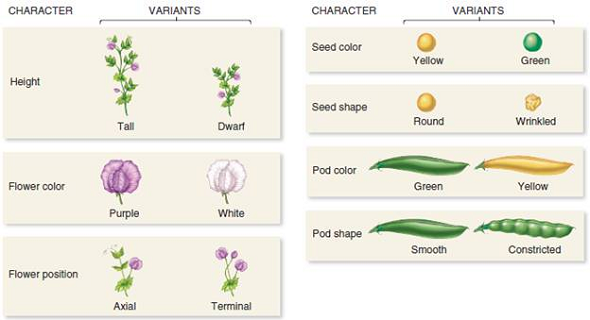 The data in Figure 2.5 show the results of the F 2 generation for seven of Mendel's crosses. Conduct a chi square analysis to determine if these data are consistent with the law of segregation. FIGURE 2.5 Mendel's analysis of single-factor crosses. Starting material: Mendel began his experiments with true-breeding strains of pea plants that varied in only one of seven different characters (see Figure 2.4).   FIGURE 2.4 An illustration of the seven characters that Mendel studied. Each character was found as two variants that were decisively different from each other.  <div style=padding-top: 35px> 