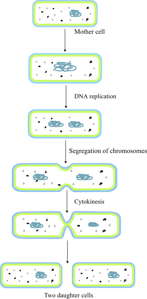 The word binary fission means division into half. It is a common method of reproduction in prokaryotes and is also observed in few single-celled eukaryotes. It begins with single mother cell and gives rise to two daughter cells by the end. In this process of binary fission, DNA (deoxyribonucleic acid), the genetic material replicates first and segregates apart. Soon after this process, cell undergoes cytokinesis and divides into two daughter cells of same size. As the genetic material is partitioned equally, the two daughter cells will be genetically identical with each other and also with the mother cell. Unless mutation occurs during DNA replication, the daughter cells remain genetically identical with the mother cell. The following diagram depicts the process of binary fission:  