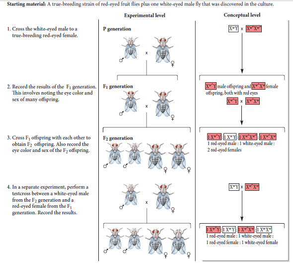 In his original studies of Figure 3.18, Morgan first suggested that the original white-eyed male had two copies of the white-eye allele. In this problem, let's assume that he meant the fly was X w Y w instead of X w Y. Are his data in Figure 3.18 consistent with this hypothesis What crosses would need to be made to rule out the possibility that the Y chromosome carries a copy of the eye color gene FIGURE 3.18 Inheritance pattern of an X-linked trait in fruit flies.  <div style=padding-top: 35px> 