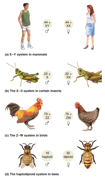 Let's suppose that a gene affecting pigmentation is found on the X chromosome (in mammals or insects) or the Z chromosome (in birds) but not on the Y or W chromosome. It is found on an autosome in bees. This gene exists in two alleles; D (dark), is dominant to d (light). What would be the phenotypic results of crosses between a true-breeding dark female and true-breeding light male, and the reciprocal crosses involving a true-breeding light female and true-breeding dark male, in the following species Refer back to Figure 3.17 for the mechanism of sex determination in these species. A. Birds B. Drosophila C. Bees D. Humans FIGURE 3.17 Different mechanisms of sex determination in animals. See text for a description.  <div style=padding-top: 35px> 