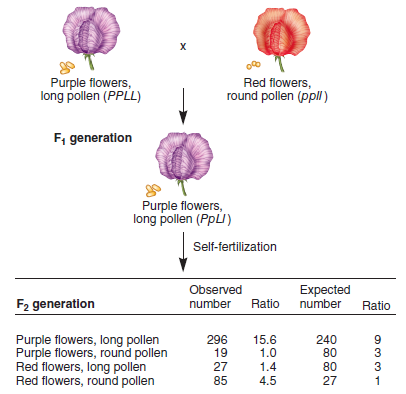 Figure 6.1 shows the first experimental results that indicated linkage between two different genes. Conduct a chi square analysis to confirm that the genes are really linked and the data could not be explained by independent assortment. FIGURE 6.1 An experiment of Bateson and Punnett with sweet peas, showing that independent assortment does not always occur. Note: The expected numbers are rounded to the nearest whole number.  
