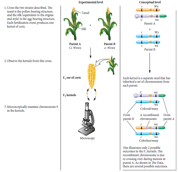 The experiment of Figure 6.7 is not like a standard testcross, because neither parent is homozygous recessive for both genes. If you were going to carry out this same kind of experiment to verify that crossing over can explain the recombination of alleles of different genes, how would you modify this experiment to make it a standard testcross For both parents, you should designate which alleles are found on an abnormal chromosome (i.e., knobbed, translocation chromosome 9) and which alleles are found on normal chromosomes. FIGURE 6.7 Experimental correlation between genetic recombination and crossing over.  Starting materials: Two different strains of corn. One strain (referred to as parent A) had an abnormal chromosome 9 (knobbed/ translocation) with a dominant C allele and a recessive wx allele. It also had a cytologically normal copy of chromosome 9 that carried the recessive c allele and the dominant Wx allele. Its genotype was Cc Wxwx. The other strain (referred to as parent B) had two normal versions of chromosome 9. The genotype of this strain was cc Wxwx.  