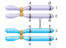 A crossover has occurred in the bivalent shown here.    If a second crossover occurs in the same region between these two genes, which two chromatids would be involved to produce the following outcomes  A. 100% recombinants B. 0% recombinants C. 50% recombinants