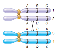 A crossover has occurred in the bivalent shown here. What is the outcome of this single crossover event If a second crossover occurs somewhere between A and C , explain which two chromatids it would involve and where it would occur (i.e., between which two genes) to produce the types of chromosomes shown here: A. A B C , A b C , a B c , and a b c B. A b c , A b c , a B C , and a B C C. A B c , A b c , a B C , and a b C D. A B C , A B C , a b c , and a b c