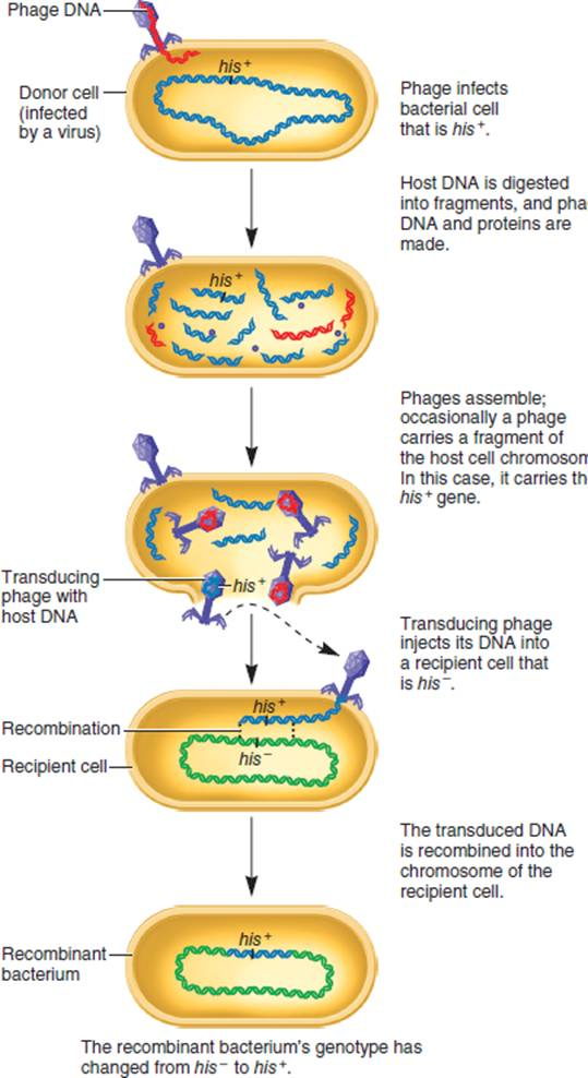 As described in Figure 7.10, host DNA is hydrolyzed into small pieces, which are occasionally assembled with phage proteins, creating a phage with bacterial chromosomal DNA. If the breakage of the chromosomal DNA is not random (i.e., it is more likely to break at certain spots as opposed to other spots), how might nonrandom breakage affect cotransduction frequency FIGURE 7.10 Transduction in bacteria. Genes Traits During transduction, a phage carries a segment of bacterial DNA from a donor to a recipient cell. In this case, the phage carried a segment of DNA with the his + gene and transferred this gene to a recipient cell that was originally his (unable to synthesize histidine). Following transduction, the recipient cell became his + , so it now can synthesize histidine.