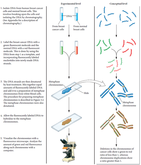 Let's suppose a researcher conducted comparative genomic hybridization (see Figure 8.9) and accidentally added twice as much (red) DNA from normal cells. What green-to-red ratio would you expect in a region from a chromosome from a cancer cell that carried a duplication on both chromosomal copies What ratio would be observed for a region that was deleted on just one of the chromosomes from cancer cells Figure 8.9 The use of comparative genomic hybridization to detect deletions and duplications in cancer cells. Starting materials: Breast cancer cells and normal cells.