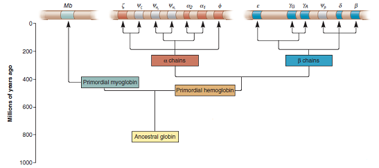 Following a gene duplication, two genes will accumulate different mutations, causing them to have slightly different sequences. In Figure 8.7, which pair of genes would you expect to have more similar sequences, 1 and 2 or 1 and 2 Explain your answer. FIGURE 8.7 The evolution of the globin gene family in humans. The globin gene family evolved from a single ancestral globin gene. The first gene duplication produced two genes, one that encodes myoglobin (on chromosome 22) and a primordial hemoglobin gene that duplicated several times to produce several -chain and -chain genes, which are found on chromosomes 16 and 11, respectively. The four genes shown in gray are nonfunctional pseudogenes.