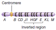 An inversion heterozygote has the following inverted chromosome: What would be the products if a crossover occurred between genes H and I on one inverted and one normal chromosome