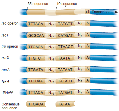 According to the examples shown in Figure 12.5, which positions of the 35 sequence (i.e., first, second, third, fourth, fifth, or sixth) are more tolerant of changes Do you think these positions play a more or less important role in the binding of factor Explain why. FIGURE 12.5 Examples of 35 and 10 sequences within several E. coli promoters. This figure shows the 35 and 10 sequences for one DNA strand found in seven different E. coli promoters. The consensus sequence is shown at the bottom. The spacer regions contain the designated number of nucleotides between the 35 and 10 region or between the 10 region and the transcriptional start site. For example, N 17 means there are 17 nucleotides between the end of the 35 region and the beginning of the 10 region.
