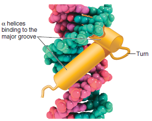 In Chapter 9, we considered the dimensions of the double helix (see Figure 9.15). In an helix of a protein, there are 3.6 amino acids per complete turn. Each amino acid advances the helix by 0.15 nm; a complete turn of an helix is 0.54 nm in length. As shown in Figure 12.6, two helices of a transcription factor occupy the major groove of the DNA. According to Figure 12.6, estimate the number of amino acids that bind to this region. How many complete turns of the helices occupy the major groove of DNA FIGURE 12.6 The binding of -factor protein to the promoter region. The -factor protein contains two helices connected by a turn, termed a helix-turn-helix motif. Two helices of the protein fit within the major groove of the DNA. Amino acids within the helices form hydrogen bonds with the bases in the DNA. The DNA strands are shown in red and green. FIGURE 9.15 Key features of the structure of the double helix. Note: In the drawing on the left and in the inset, the planes of the bases and sugars are shown parallel to each other in order to depict the hydrogen bonding between the bases. In an actual DNA molecule, the bases would be rotated about 90° so the planes of the bases would be facing each other, as shown in Figure 9.16a. FIGURE 9.16 Two models of the double helix. (a) Ball-and-stick model of the double helix. The deoxyribose-phosphate backbone is shown in detail, whereas the bases are depicted as flattened rectangles.