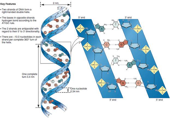 In Chapter 9, we considered the dimensions of the double helix (see Figure 9.15). In an helix of a protein, there are 3.6 amino acids per complete turn. Each amino acid advances the helix by 0.15 nm; a complete turn of an helix is 0.54 nm in length. As shown in Figure 12.6, two helices of a transcription factor occupy the major groove of the DNA. According to Figure 12.6, estimate the number of amino acids that bind to this region. How many complete turns of the helices occupy the major groove of DNA FIGURE 12.6 The binding of -factor protein to the promoter region. The -factor protein contains two helices connected by a turn, termed a helix-turn-helix motif. Two helices of the protein fit within the major groove of the DNA. Amino acids within the helices form hydrogen bonds with the bases in the DNA. The DNA strands are shown in red and green. FIGURE 9.15 Key features of the structure of the double helix. Note: In the drawing on the left and in the inset, the planes of the bases and sugars are shown parallel to each other in order to depict the hydrogen bonding between the bases. In an actual DNA molecule, the bases would be rotated about 90° so the planes of the bases would be facing each other, as shown in Figure 9.16a. FIGURE 9.16 Two models of the double helix. (a) Ball-and-stick model of the double helix. The deoxyribose-phosphate backbone is shown in detail, whereas the bases are depicted as flattened rectangles.