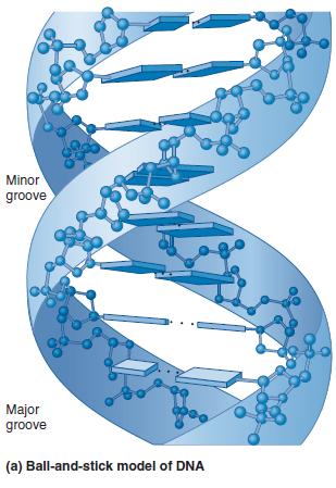 In Chapter 9, we considered the dimensions of the double helix (see Figure 9.15). In an helix of a protein, there are 3.6 amino acids per complete turn. Each amino acid advances the helix by 0.15 nm; a complete turn of an helix is 0.54 nm in length. As shown in Figure 12.6, two helices of a transcription factor occupy the major groove of the DNA. According to Figure 12.6, estimate the number of amino acids that bind to this region. How many complete turns of the helices occupy the major groove of DNA FIGURE 12.6 The binding of -factor protein to the promoter region. The -factor protein contains two helices connected by a turn, termed a helix-turn-helix motif. Two helices of the protein fit within the major groove of the DNA. Amino acids within the helices form hydrogen bonds with the bases in the DNA. The DNA strands are shown in red and green. FIGURE 9.15 Key features of the structure of the double helix. Note: In the drawing on the left and in the inset, the planes of the bases and sugars are shown parallel to each other in order to depict the hydrogen bonding between the bases. In an actual DNA molecule, the bases would be rotated about 90° so the planes of the bases would be facing each other, as shown in Figure 9.16a. FIGURE 9.16 Two models of the double helix. (a) Ball-and-stick model of the double helix. The deoxyribose-phosphate backbone is shown in detail, whereas the bases are depicted as flattened rectangles.