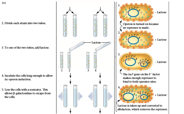 Answer the following questions that pertain to the experiment of Figure 14.7. A. Why was -ONPG used Why was no yellow color observed in one of the four tubes Can you propose alternative methods to measure the level of expression of the lac operon B. The optical density values were twice as high for the mated strain as for the parent strain. Why was this result obtained FIGURE 14.7 Evidence that the lacI gene encodes a diffusible repressor protein. Starting material: The genotype of the mutant strain was lacI lacZ + lacY + lacA +. The merozygote strain had an F' factor that was lacI + lacZ + lacY + lacA +. The F' factor had been introduced into the mutant strain via conjugation.