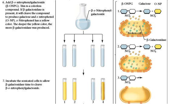 Answer the following questions that pertain to the experiment of Figure 14.7. A. Why was -ONPG used Why was no yellow color observed in one of the four tubes Can you propose alternative methods to measure the level of expression of the lac operon B. The optical density values were twice as high for the mated strain as for the parent strain. Why was this result obtained FIGURE 14.7 Evidence that the lacI gene encodes a diffusible repressor protein. Starting material: The genotype of the mutant strain was lacI lacZ + lacY + lacA +. The merozygote strain had an F' factor that was lacI + lacZ + lacY + lacA +. The F' factor had been introduced into the mutant strain via conjugation.