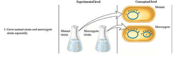 An absentminded researcher follows the protocol described in Figure 14.7 and (at the end of the experiment) does not observe any yellow color in any of the tubes. Yikes! Which of the following mistakes could account for this observation A. Forgot to sonicate the cells B. Forgot to add lactose to two of the tubes C. Forgot to add -ONPG to the four tubes FIGURE 14.7 Evidence that the lacI gene encodes a diffusible repressor protein. Starting material: The genotype of the mutant strain was lacI lacZ + lacY + lacA +. The merozygote strain had an F' factor that was lacI + lacZ + lacY + lacA +. The F' factor had been introduced into the mutant strain via conjugation.