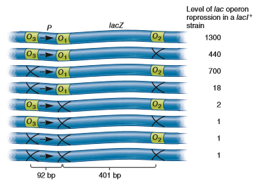 Explain how the data shown in Figure 14.9 indicate that two operator sites are necessary for repression of the lac operon. What would the results have been if all three operator sites were required for the binding of the lac repressor  FIGURE 14.9 The identification of three lac operator sites. The top of this figure shows the locations of three lac operator sites, designated O₁ , O₂ , and O₃. O₁ is the lac operator site shown in previous figures. The arrows depict the starting site for transcription. Defective operator sites are indicated with an X. When all three operator sites are present, the repression of the lac operon is 1300-fold; this means there is 1/1300 the level of expression compared with an induced lac operon. This figure also shows the amount of repression when one or more operator sites are removed. A repression value of 1.0 indicates that no repression is occurring. In other words, a value of 1.0 indicates constitutive expression.  