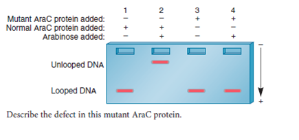 A segment of DNA that contains a loop is more compact than the same DNA segment without a loop. Therefore, when these two alternative structures (looped versus unlooped) are electrophoresed through a gel, the looped structure migrates more quickly to the bottom of the gel because it can more easily penetrate the gel matrix (see solved problem S6). Let's suppose that a mutant E. coli strain has been identified in which the AraC protein represses the ara operon, even in the presence of arabinose. In the experiment shown here, mutant or normal AraC protein was mixed with a segment of DNA containing the ara operon in the absence or presence of arabinose and then run on a gel.