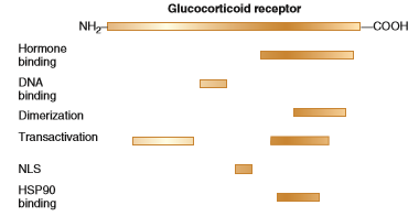 Solved problem S3 shows the locations of domains in the glucocorticoid receptor relative to the amino- and carboxyl-terminal ends of the protein. Make a drawing that illustrates the binding of a glucocorticoid receptor dimer to the DNA. In your drawing, label the amino and carboxyl ends, the hormone-binding domains, the DNA-binding domains, the dimerization domains, and the transactivation domains. Problem S3 To gain a molecular understanding of how the glucocorticoid receptor works, geneticists have attempted to dissect the protein to identify smaller domains that play specific functional roles. Using recombinant DNA techniques described in Chapter 20, particular segments in the coding region of the glucocorticoid receptor gene can be removed. The altered gene can then be expressed in a living cell to see if functional aspects of the receptor have been changed or lost. For example, the removal of the portion of the gene encoding the carboxyl-terminal half of the protein causes a loss of glucocorticoid binding. These results indicate that the carboxyl-terminal portion contains a domain that functions as a glucocorticoid-binding site. The following figure illustrates the locations of several functional domains within the glucocorticoid receptor relative to the entire amino acid sequence. Based on your understanding of the mechanism of glucocorticoid receptor function described in Figure 15.7, explain the functional roles of the different domains in the glucocorticoid receptor. FIGURE 15.7 The action of glucocorticoid hormones. Once inside the cell, the glucocorticoid hormone binds to the glucocorticoid receptor, releasing it from a heat shock protein known as HSP90. This exposes a nuclear localization signal (NLS). Two glucocorticoid receptors then form a dimer and travel into the nucleus, where the dimer binds to a glucocorticoid response element (GRE) that is next to a particular gene. The binding of the glucocorticoid receptors to the GRE activates the transcription of the adjacent target gene.