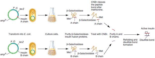 In the experiment of Figure 21.1, why was it necessary to link the coding sequence for the A or B chains to the sequence for -galactosidase How were the A or B chains separated from -galactosidase after the fusion protein was synthesized in E. coli FIGURE 21.1 The use of bacteria to make human insulin.