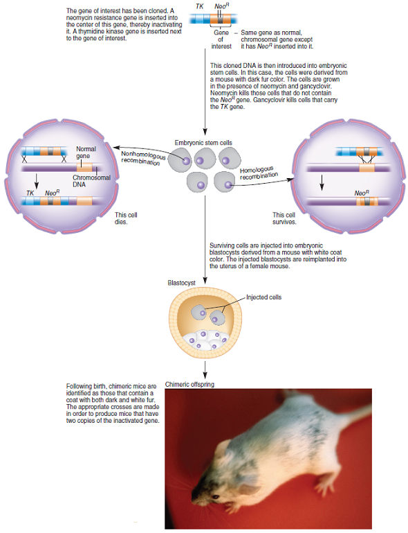 According to the methods described in Figure 21.5, can homologous recombination that results in gene replacement cause the integration of both the TK and Neo R genes Explain why or why not. Describe how the TK gene and Neo R gene are used in a selection scheme that favors gene replacement. FIGURE 21.5 Producing a gene replacement in mice. The bottom of this figure shows a photograph of a chimeric mouse. Note the patches of black and white fur.