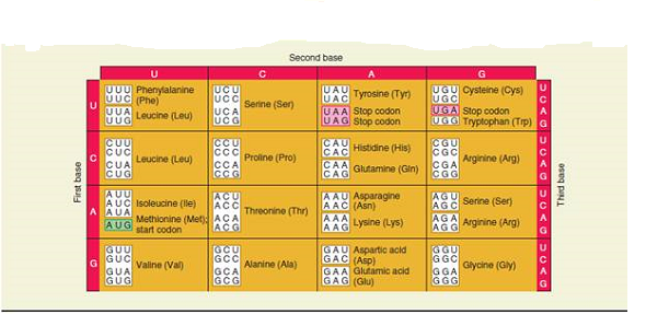 Take a look at solved problem S1 and the codon table found in Chapter 13 (Table 13.1). Assuming that a mutation involving a single-base change is more likely than a double-base change, propose how the Asn-141, Ile-141, and Thr-141 codons arose. In your answer, describe which of the six possible serine codons is/are likely to be the primordial serine codon of the globin gene family and how that codon changed to produce the Asn-141, Ile-141, and Thr-141 codons. Solved Problem S1  To answer this question, you will need to look back at the evolution of the globin gene family, which is shown in Chapter 8, Figure 8.7. Throughout the evolution of this gene family, mutations have occurred that have resulted in globin polypeptides with similar but significantly different amino acid sequences. If we look at the sequence alignment in Figure 23.10, we can make logical guesses regarding the timing of mutations, based on a comparison of the amino acid sequences of family members. What is/are the most probable time(s) that mutations occurred to produce the following amino acid differences Note: You need to examine the alignment in Figure 23.10 and the evolutionary time scale in Figure 8.7 to answer this question. A. Val-111 and Cys-111 B. Met-112 and Leu-112 C. Ser-141, Asn-141, Ile-141, and Thr-141 FIGURE 8.7 The evolution of the globin gene family in humans. The globin gene family evolved from a single ancestral globin gene. The first gene duplication produced two genes, one that encodes myoglobin (on chromosome 22) and a primordial hemoglobin gene that duplicated several times to produce several -chain and -chain genes, which are found on chromosomes 16 and 11, respectively. The four genes shown in gray are nonfunctional pseudogenes.    FIGURE 23.10 A multiple sequence alignment among selected members of the globin gene family in humans.    Table 13.1 The Genetic Code  