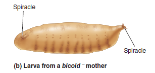 Take a look at solved problem S3 before answering this question. Drosophila embryos carrying a ts mutation were exposed to the permissive (25°C) or nonpermissive (30°C) temperature at different stages of development. Explain these results.    Problem S3  Mutations in genes that control the early stages of development are often lethal (e.g., see Figure 25.7b). To circumvent this problem, developmental geneticists may try to isolate temperature-sensitive developmental mutants, or ts alleles. If an embryo carries a ts allele, it will develop correctly at the permissive temperature (e.g., 25°C) but will fail to develop if incubated at the nonpermissive temperature (e.g., 30°C). In most cases, ts alleles are missense mutations that slightly alter the amino acid sequence of a protein, causing a change in its structure that prevents it from working properly at the nonpermissive temperature. ts alleles are particularly useful because they can provide insight regarding the stage of development when the protein encoded by the gene is necessary. Researchers can take groups of embryos that carry a ts allele and expose them to the permissive and nonpermissive temperature at different stages of development. In the experiment described next, embryos were divided into five groups and exposed to the permissive or nonpermissive temperature at different times after fertilization. FIGURE 25.7 The bicoid mutation in Drosophila. (b) A larva from a homozygous bicoid mother in which both ends of the larva develop posterior structures. For example, both ends develop a spiracle, which normally is found only at the posterior end. This is a lethal condition.    Explain these results.