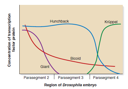 You need to understand solved problem S4 before answering this question. If the artificial gene containing the stripe 2 enhancer and the -galactosidase gene was found within an embryo that also contained the following loss-of-function mutations, what results would you expect In other words, would there be a stripe or not Explain why. A. Krüppel  B. bicoid  C. hunchback  D. giant  Solved Problem S4  An intriguing question in developmental genetics is, how can a particular gene, such as even-skipped, be expressed in a multiple banding pattern as seen in Figure 25.11 Another way of asking this question is, how is the positional information within the broad bands of the gap genes able to be deciphered in a way that causes the pair-rule genes to be expressed in this alternating banding pattern The answer lies in a complex mechanism of genetic regulation. Certain pair-rule genes have several stripe-specific enhancers that are controlled by multiple transcription factors. A stripe-specific enhancer is typically a short segment of DNA, 300-500 bp in length, that contains binding sequences recognized by several different transcription factors. This term is a bit misleading because a stripe-specific enhancer is a regulatory region that contains both enhancer and silencer elements. In 1992, Michael Levine and his colleagues investigated stripe-specific enhancers located near the promoter of the even-skipped gene. A segment of DNA, termed the stripe 2 enhancer, controls the expression of the even-skipped gene; this enhancer is responsible for the expression of the even-skipped gene in stripe 2, which corresponds to parasegment 3 of the embryo. The stripe 2 enhancer is a segment of DNA that contains binding sites for four transcription factors that are the products of the Krüppel, bicoid, hunchback, and giant genes. The Hunchback and Bicoid transcription factors bind to this enhancer and activate the transcription of the even-skipped gene. In contrast, the transcription factors encoded by the Krüppel and giant genes bind to the stripe 2 enhancer and repress transcription. The figure shown next describes the concentrations of these four transcription factor proteins in the region of parasegment 3 (i.e., stripe 2) in the Drosophila embryo.    To study stripe-specific enhancers, researchers have constructed artificial genes in which the enhancer is linked to a reporter gene, the expression of which is easy to detect. The next figure shows the results of an experiment in which an artificial gene was made by putting the stripe 2 enhancer next to the -galactosidase gene. This artificial gene was introduced into Drosophila, and then embryos containing this gene were analyzed for -galactosidase activity. If a region of the embryo is expressing -galactosidase, the region will stain darkly because -galactosidase converts a colorless compound into a dark blue compound.    Explain these results. FIGURE 25.11 Overview of the genetic hierarchy leading to segmentation in Drosophila. Note: When comparing steps 3 and 4, the elongated embryo bends in the middle and folds back on itself.  