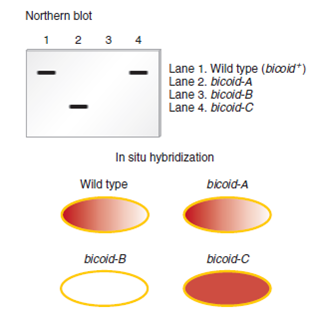 Two techniques commonly used to study the expression patterns of genes that play a role in development are Northern blotting and in situ hybridization. As described in Chapter 18, Northern blotting can be used to detect RNA that is transcribed from a particular gene. In this method, a specific RNA is detected by using a short segment of cloned DNA as a probe. The DNA probe, which is radioactive, is complementary to the RNA that the researcher wishes to detect. After the radioactive probe DNA binds to the RNA within a blot of a gel, the RNA is visualized as a dark (radioactive) band on an X-ray film. For example, a DNA probe that is complementary to the bicoid mRNA could be used to specifically detect the amount and size of the mRNA in a blot. A second technique, termed fluorescence in situ hybridization (FISH), can be used to identify the locations of genes on chromosomes. This technique can also be used to locate gene products within oocytes, embryos, and larvae. For this reason, it has been commonly used by developmental geneticists to understand the expression patterns of genes during development. The micrograph in Figure 23.8b is derived from the application of the FISH technique. In this case, the probe was complementary to bicoid mRNA. Now here is the question. Suppose a researcher has three different Drosophila strains that have loss-of-function mutations in the bicoid gene. We will call them bicoid-A , bicoid-B , and bicoid-C; the wild type is designated bicoid +. To study these mutations, phenotypically normal female flies that are homozygous for the bicoid mutation were obtained, and their oocytes were analyzed using these two techniques. A wild-type strain was also analyzed as a control. In other words, RNA was isolated from some oocytes and analyzed by Northern blotting, and some oocytes were subjected to in situ hybridization. In both cases, the probe was complementary to the bicoid mRNA. The results are shown on the next page.    A. How can phenotypically normal female flies be homozygous for a loss-of-function allele in the bicoid gene  B. Explain the type of mutation (e.g., deletion, point mutation, etc.) in each of the three strains. Explain how the mutation may cause a loss of normal function for the bicoid gene product. C. Discuss how the use of both techniques provides more definitive information than the application of just one of the two techniques.