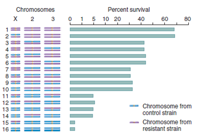 Using the same strategy as the experiment of Figure 25.6, the following data are the survival of F 2 offspring obtained from backcrosses to insecticide-resistant and control strains: Interpret these results with regard to the locations of QTLs.