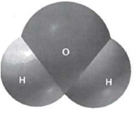 INTERPRETING GRAPHICS: The illustration below is a space-filling model of water. Use the model to answer the following question.   The water molecule above has partial positive charges on the hydrogen atoms and a partial negative charge on the oxygen atom. What can you conclude from this information and the diagram of the water molecule? A) Water is an ion. B) Water is a polar molecule. C) Water needs a proton and two electrons to be stable. D) Oxygen atoms and hydrogen atoms have opposite charges.