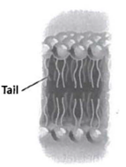 INTERPRETING GRAPHICS: The figure below illustrates the basic structure of a cell membrane. Use the figure to answer the questions that follow.   The tails of the molecules in the figure orient away from water. Which of the following describes the tail's movement away from water? F) polar G) adhesive H) hydrophilic J) hydrophobic
