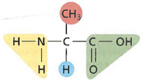 Interpreting Graphics Identify the type of organic molecule shown below. Identify each of the functional groups shaded in yellow, red, and green.