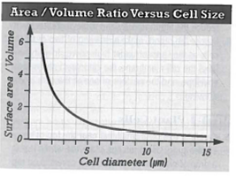 INTERPRETING GRAPHICS: The graph below shows the relationship between cell size and surface area-to-volume ratio. Use the graph below to answer the questions that follow.   What is the maximum diameter that this cell could attain before the surface area-to-volume ratio would fall below 1? A) 2 ?m B) 5 ?m C) 10 ?m D) 15 ?m