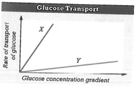 INTERPRETING GRAPIHCS: The graph below shows the rate of glucose transport across a cell membrane versus the concentration gradient. Use the graph that follows to answer the question.   Which line represents the diffusion of glucose through the lipid bilayer? A) line X B) line Y C) both lines X and Y D) neither line X nor Y
