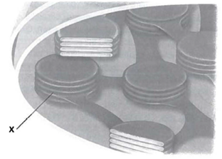 INTERPRETING GRAPHICS: The diagram below shows a portion of a chloroplast. Use the diagram to answer the question that follows.   Which of the following correctly identifies the structure marked X and the activities that take place there? F) stroma-Calvin cycle G) stroma-light reactions H) thylakoid-Calvin cycle J) thylakoid-light reactions