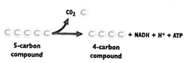 INTERPRETING GRAPHICS: The illustration shows part of a biochemical pathway. Use the illustration to answer the question that follows.   This reaction occurs during which of the following processes? F) Krebs cycle G) acetyl CoA formation H) alcoholic fermentation J) lactic acid fermentation