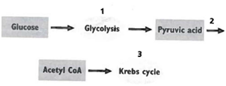 INTERPRETING GRAPHICS: The illustration below shows some stages and reactants of cellular respiration. Use the illustration to answer the question that follows.   At which of the points is ATP, the main energy currency of the cell, produced? F) 1 only G) 2 only H) 1 and 3 J) 1, 2, and 3