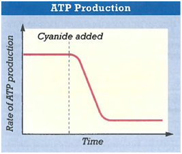 Interpreting Graphics The graph below shows the rate of ATP production by a culture of yeast cells over time. At the time indicated by the dashed line, cyanide was added to the culture. Cyanide blocks the flow of electrons to O<sub>2</sub> from the electron transport chain in mitochondria. Explain why adding cyanide affects ATP production in the way indicated by the graph.   